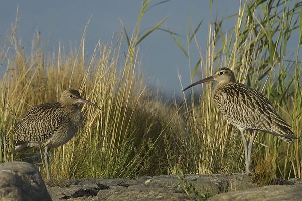 Kuovi, Eurasian Curlew, Numenius arquata